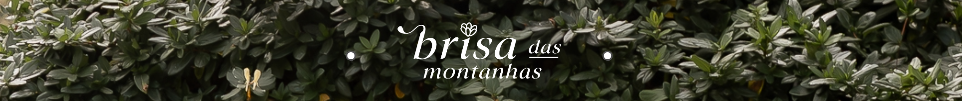 Brisa das Montanhas
